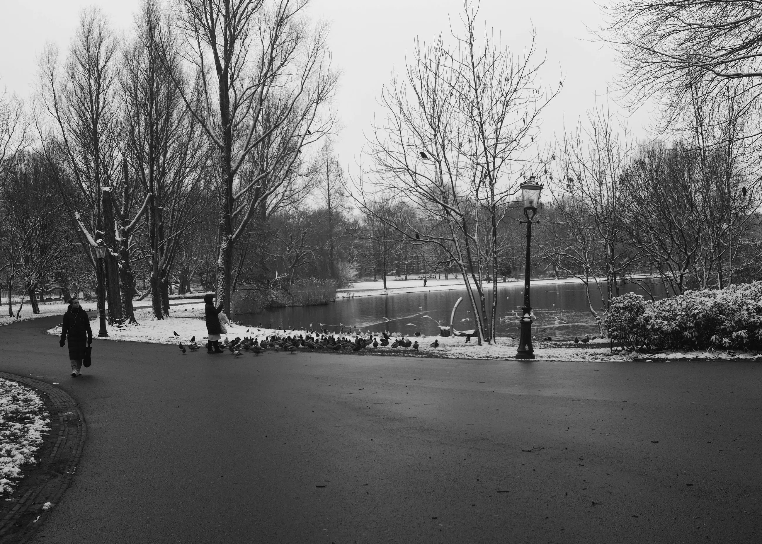 Bare trees and a path in a snowy park