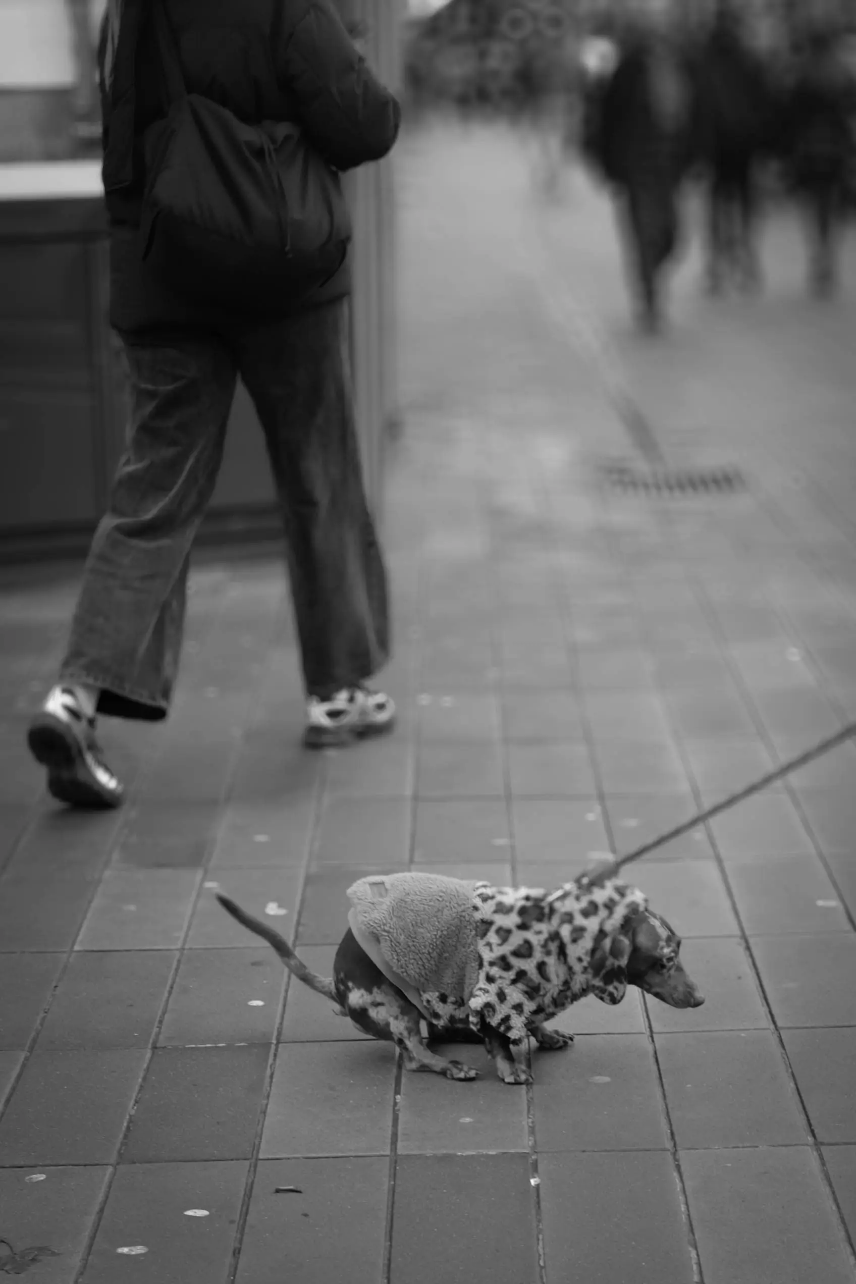 The dachshund beside a passer-by's legs on its lead