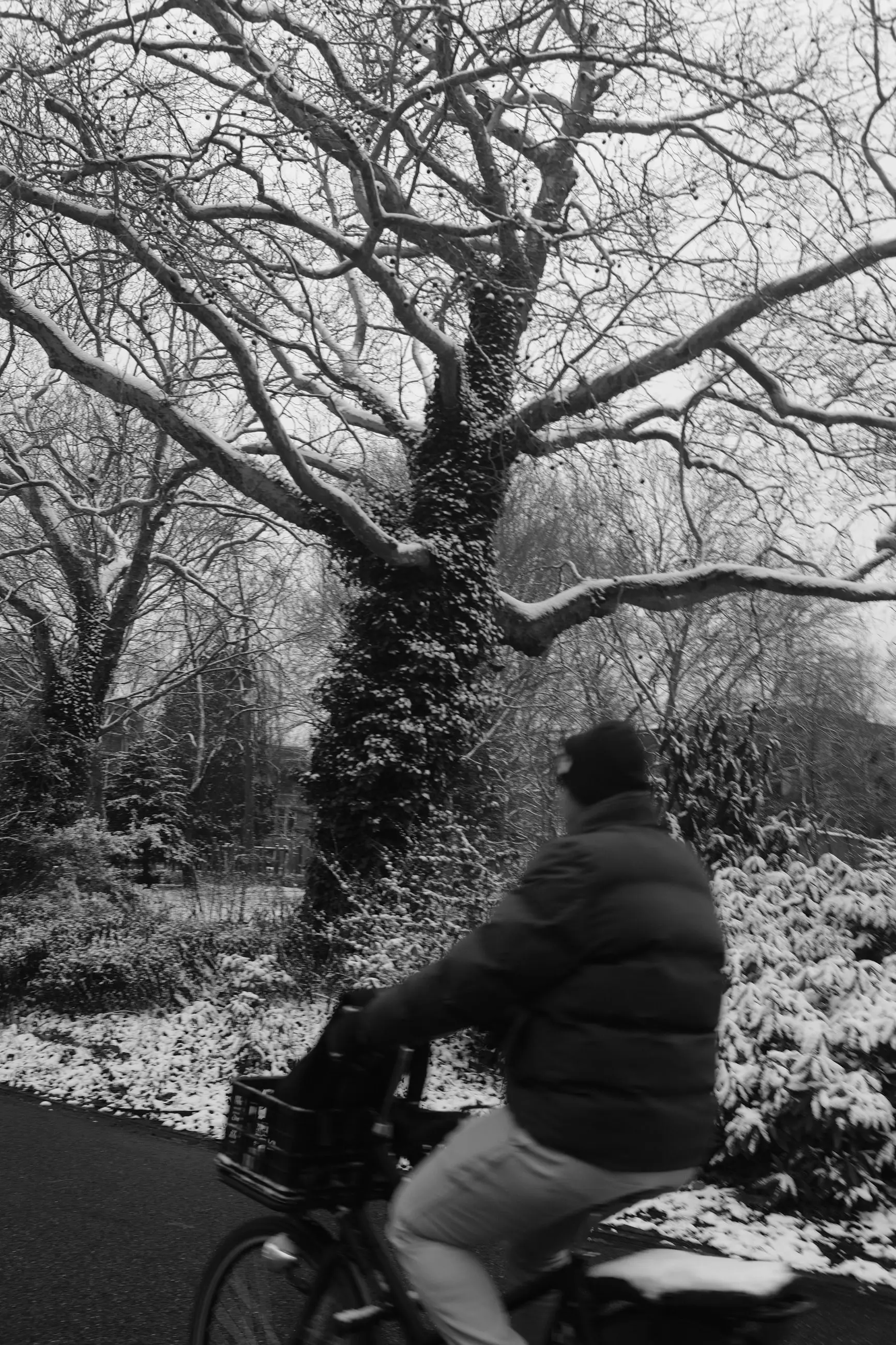 A cyclist in a puffer jacket passing a tree in the snow